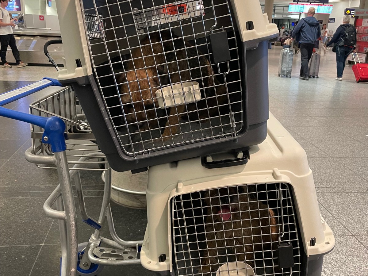 Flying with our dogs from UK to&nbsp;Canada